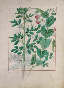 Illustration du Livre des simples médecines par Mattheaus Platearius, c.1470 - Robinet Testard